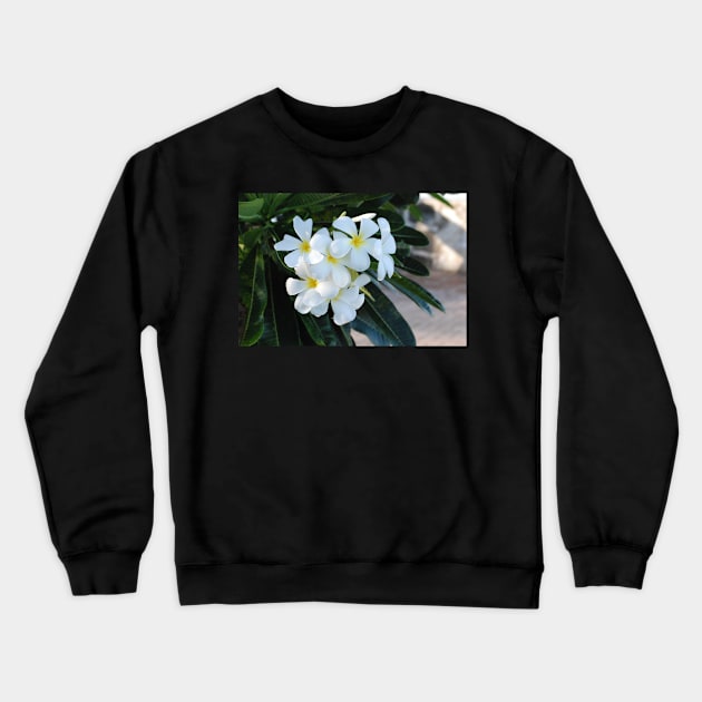 Frangipani or Yellow and White Flower Barbados Spring Crewneck Sweatshirt by zwrr16